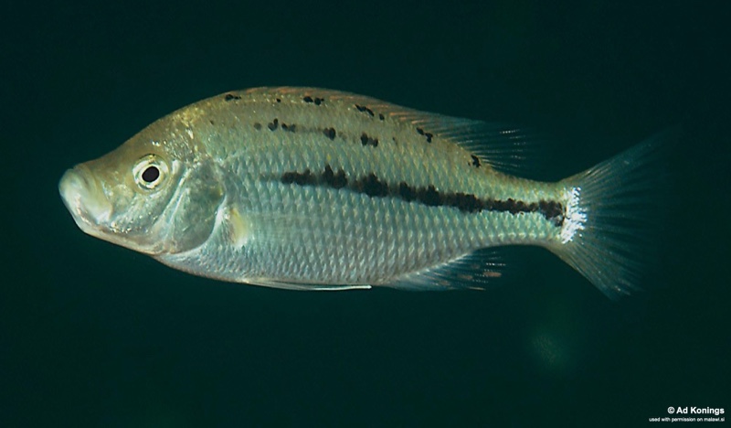 Protomelas krampus 'Mdoka'